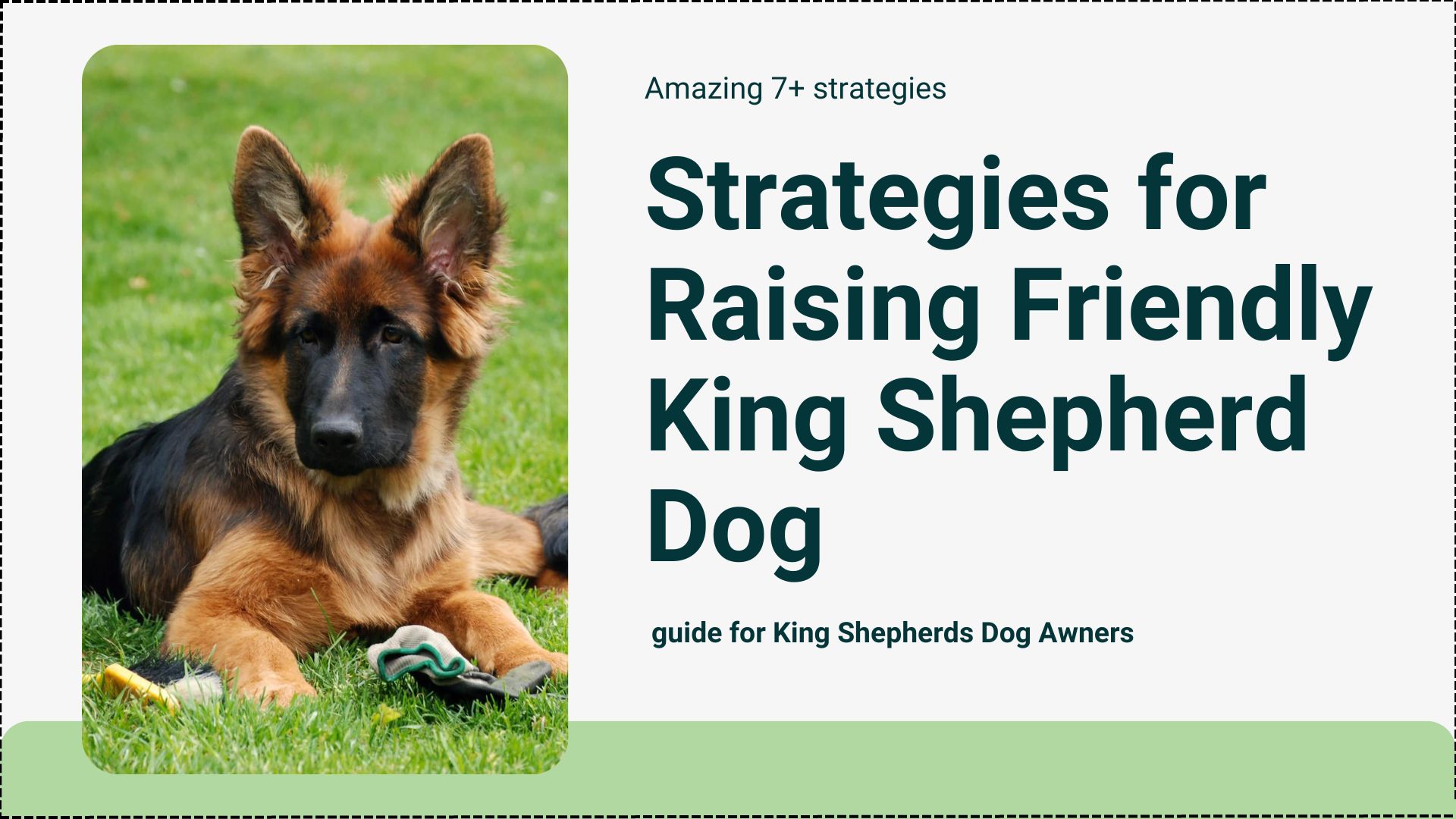 King Shepherd Dog